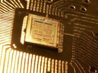 Macro Foto